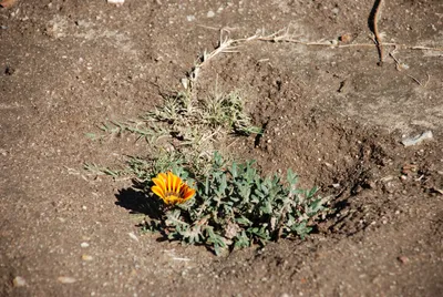 DSC_0028 (Large).JPG